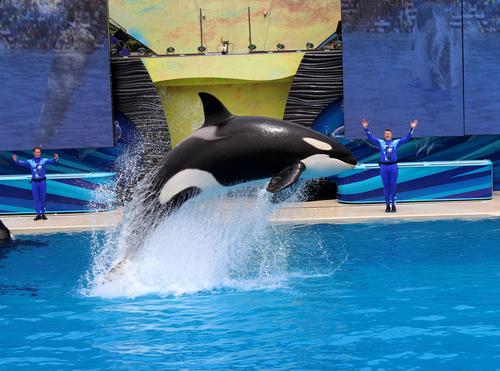 SeaWorld said it was disappointed with the ruling, arguing that breeding is 'a natural, fundamental and important part of an animal's life' / Shutterstock.com/Tinseltown SeaWorld said it was disappointed with the ruling, arguing that breeding is 'a natural, fundamental and important part of an animal's life' / Shutterstock.com/Tinseltown