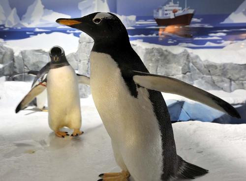 The Antarctic and its penguins are coming to Birmingham