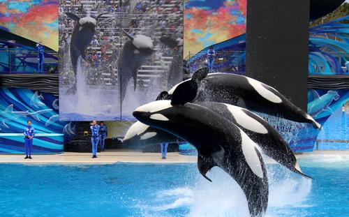 SeaWorld has faced intense criticism by activists, who say keeping the whales in captivity is cruel and unnecessary / Shutterstock.com