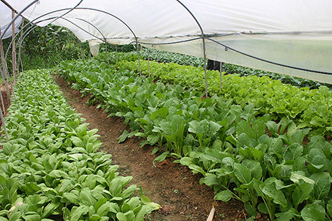 The resort grows its own organic produce