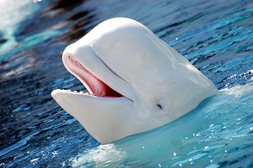 120 countries are considering bans on capturing dolphins and whales for commercial display 120 countries are considering bans on capturing dolphins and whales for commercial display