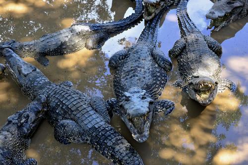 Crocodiles will be grouped as such that they will reproduce and socialise as they would in their natural environment / Shutterstock.com