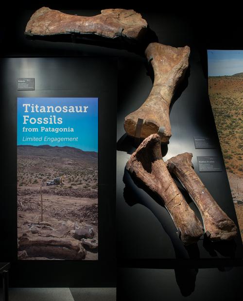 One femur found at the excavation site will be among five original fossils on temporary view with the Titanosaur / American Museum of Natural History