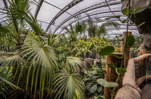 Included are raised walkways and free flight areas for the enclosure’s birds / Chester Zoo