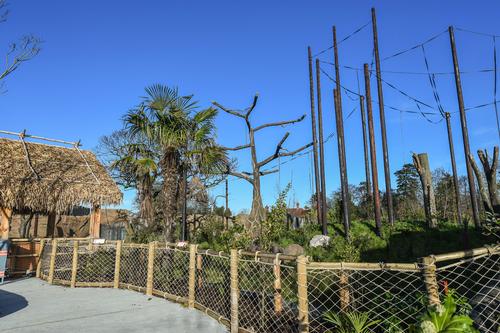 A new home for Chester Zoo's Sumatran orangutans and silvery gibbons from Borneo