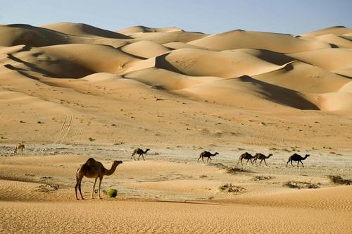 Phase one lays the foundation to establish a 450sq km (174sq m) national park in the Mleiha desert in phase two