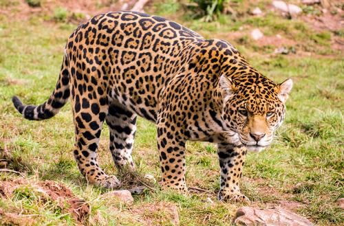 The zoo was set to close permanently on 11 January but a charity run by the zoo will be given the animal park