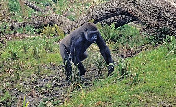 Gorilla Rainforest at Dublin Zoo in Dublin, Ireland mimics West African lowlands