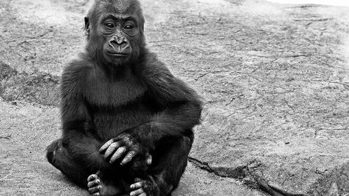 California Zoo investigates accidental crushing of baby gorilla