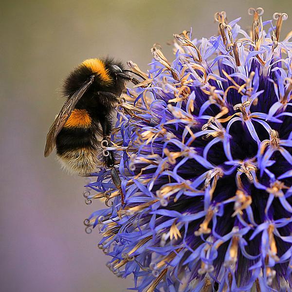 Buff-tailed bumblebee / PHOTO: JON HAWKINS