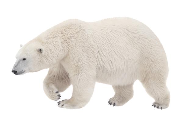 FedEx has flown polar bears and rhinos across the globe / Photo: © Shutterstock/ILYA AKINSHIN