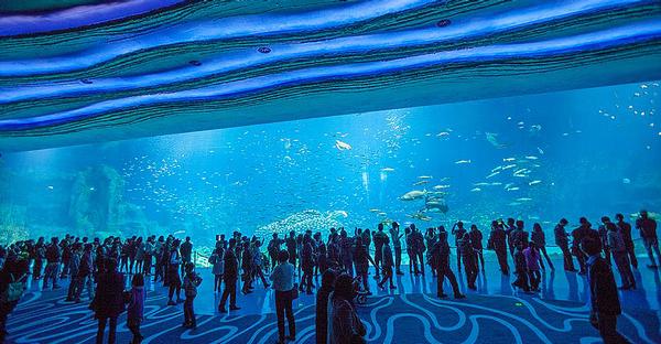Whale sharks soar overhead at the world’s largest underwater dome