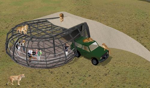 A Predator Experience at Monarto Zoo will allow guests to go into the heart of the lion's den / Zoos SA