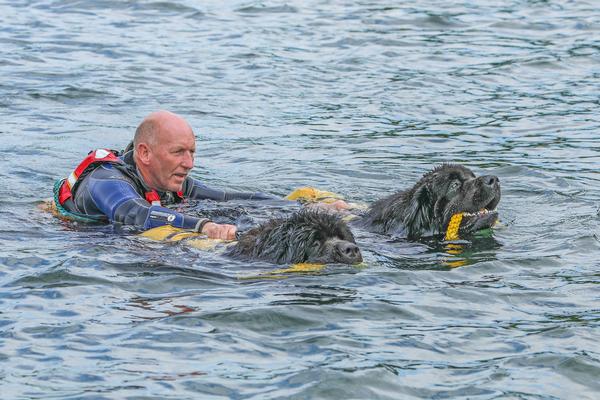 Lewin uses Newfoundland dogs to promote water safety and confidence