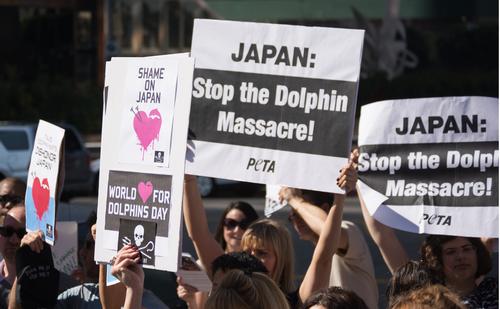 JAZA members to vote on controversial dolphin hunts
