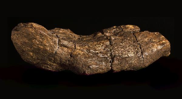 Viking coprolite, or poo, is one of the museum’s more unusual exhibits