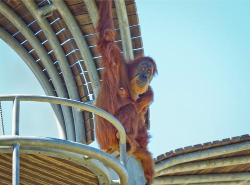 A close-up view of an orangutan from the new boardwalk