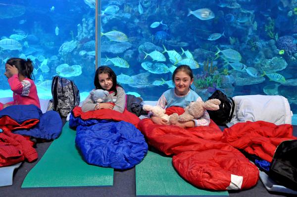 School groups can spend the night at Turkey’s giant aquarium surrounded by sharks and rays
