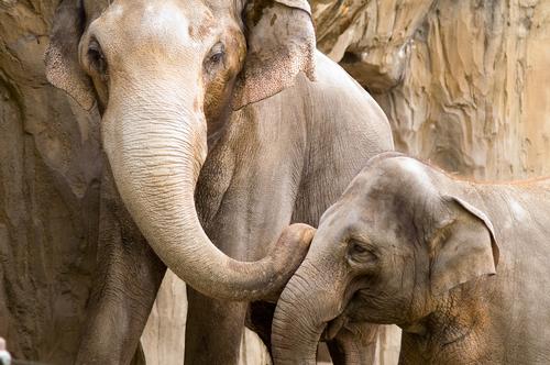 The new outdoor area has been described by the zoo as a 'new era' for its elephants