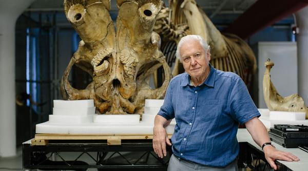 David Attenborough and Jumbo the elephant at the American Museum of Natural History 