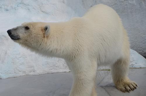 The polar bears underwent an acclimatisation period before being put on public display / Flickr.com/Arnaldo