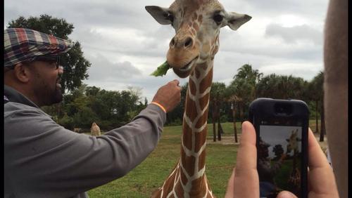 IAAPA Zoos and Aquariums Day attendees enjoy the safari at Busch Gardens Tampa