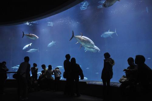Tokyo Sea Life Park is down to just one fish in its signature tuna tank / Flickr.com/Babak A