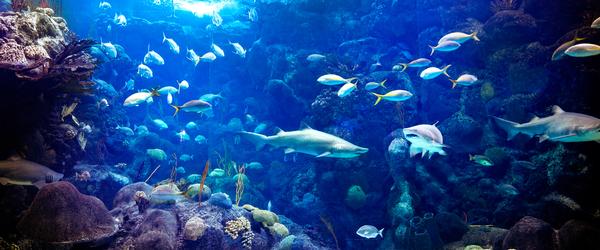 The Florida Aquarium and the National Aquarium of Cuba both work to protect coral, sea turtles and sharks
