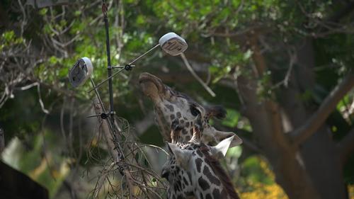 Using a Nexus 5X paired with motion-activation technology, cameras have been dotted about the California zoo’s enclosures / Google/Los Angeles Zoo