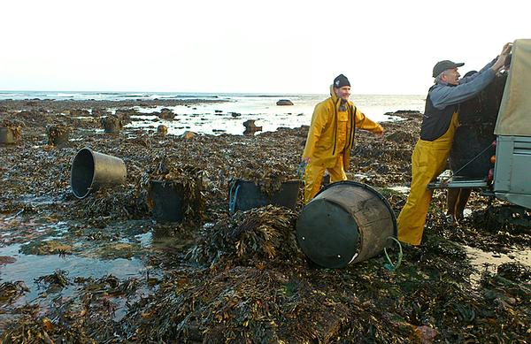 The organic seaweed Voya uses is hand-harvested 