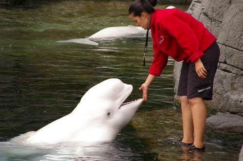Vancouver Aquarium believes caring for its animals should be left to the experts / Flickr.comADRPaulRobinson