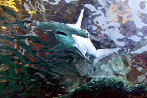 Endangered scalloped hammerhead sharks have recently been added to the tank / Newport Aquarium 