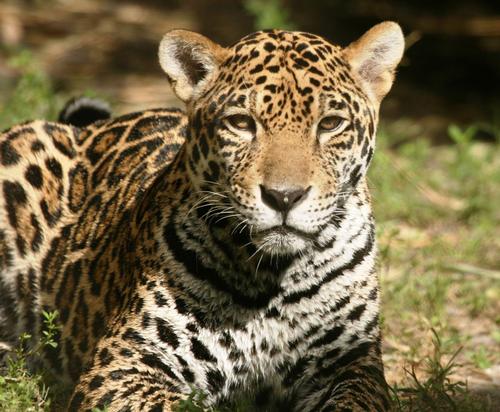 Palm Beach Zoo will team up with South Florida Science Center and Aquarium on the EcoPark project 