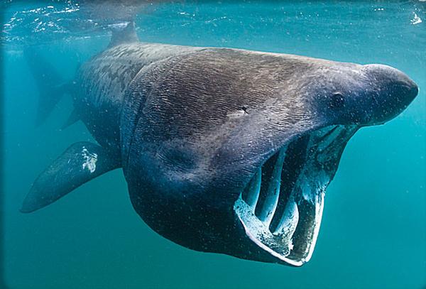 Basking shark / PHOTO: STEVE WATERHOUSE / ALEX MUSTARD