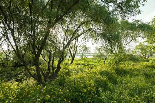 The island is largely covered in plants, trees and farmland / Nodeul Dream Island Competition