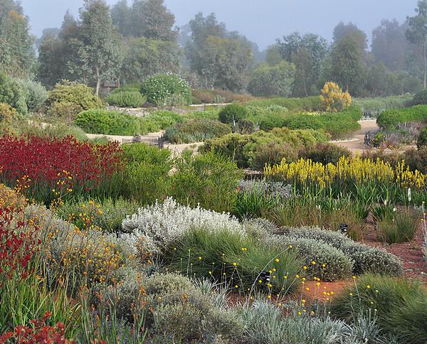 The Australian Garden is set across 15 hectares / PHOTO: Taylor Cullity Lethlean