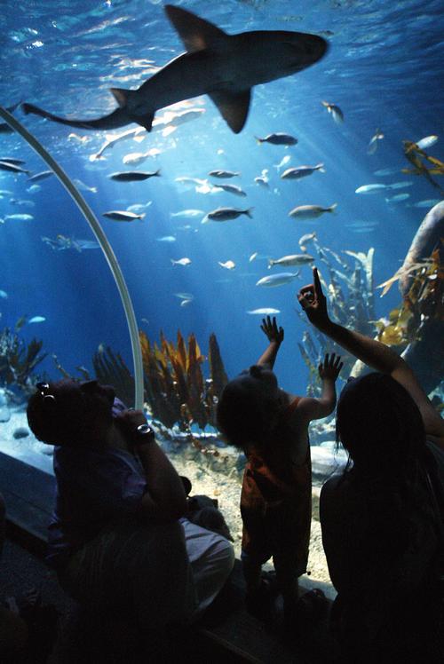 The Sea Life aquarium – the first to open in New Jersey – will include a variety of marine life and a tropical ocean tank with a walk-through underwater tunnel / Merlin Entertainments 