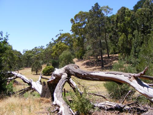 The winning student’s class will be taken on a trip to Belair National Park – the competition is part of a wider project to find out what would encourage people to spend more time in national parks