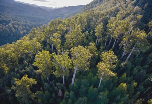 The Tasmanian Wilderness World Heritage Area covers 1.58 million hectares (6,100sq miles) 