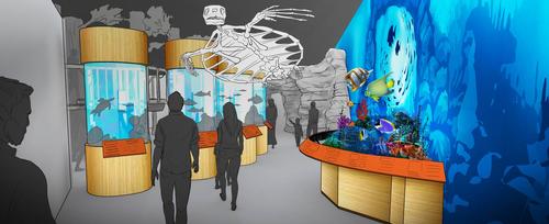 New live exhibits will include a saltwater aquarium, jellyfish tanks and animal terrariums / Cook Natural Science Museum