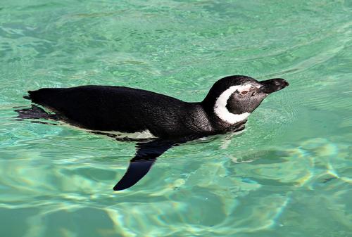 The new penguin facility will open in 2015 / Bournemouth Oceanarium 