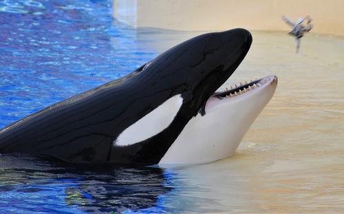 Orcas are the centre-point of the new attraction 
