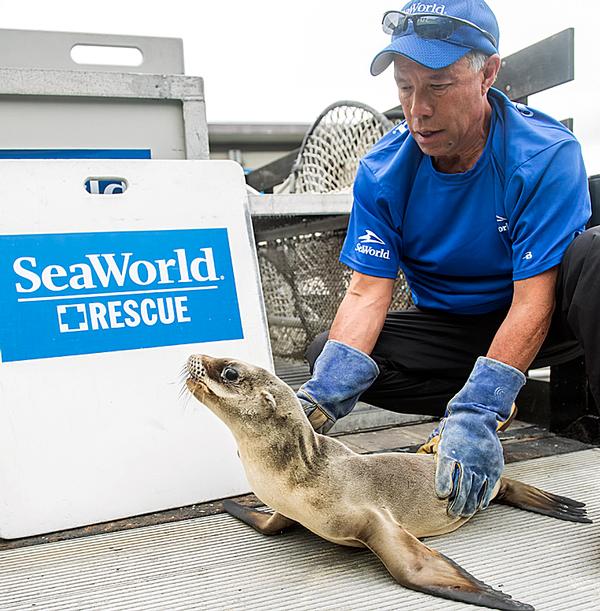 SeaWorld has been rescuing orphaned and ill sea lions, dolphins, turtles, birds and manatees for more than 50 years
