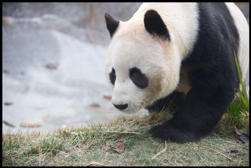 Edinburgh Zoo celebrates pandaversary 
