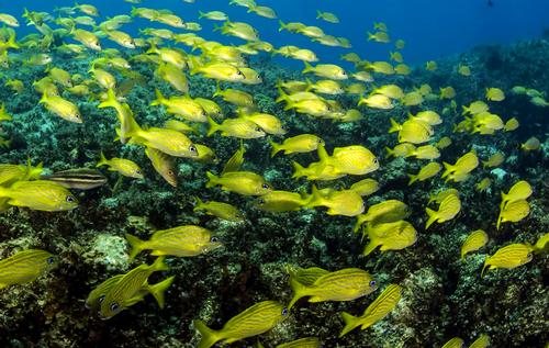 Cuba's Gardens of the Queen Reef is host to an array of aquatic life, including tropical fish, sharks and crocodiles / noamkortler