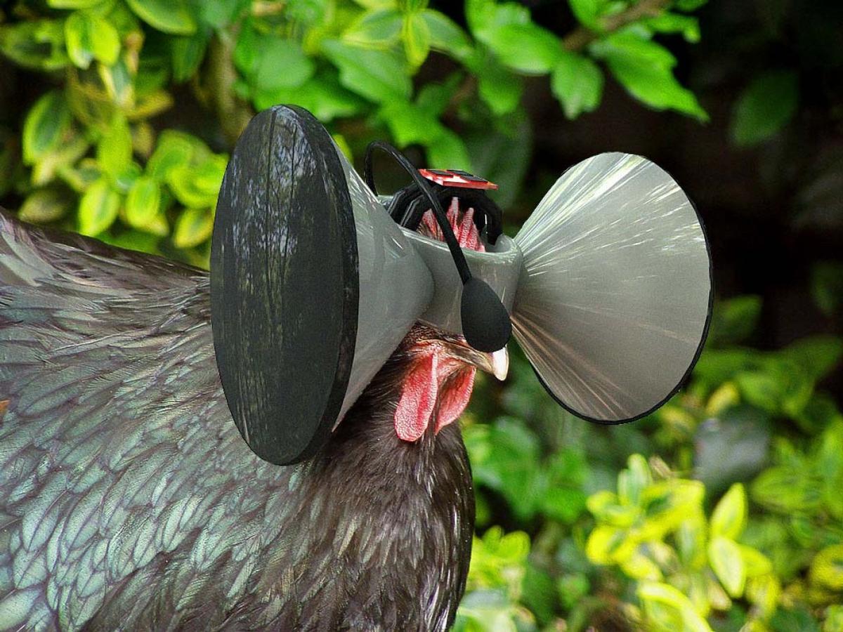 Second Livestock envisaged virtual reality for battery chickens so they could feel like they were living a free-range life Second Livestock envisaged virtual reality for battery chickens so they could feel like they were living a free-range life