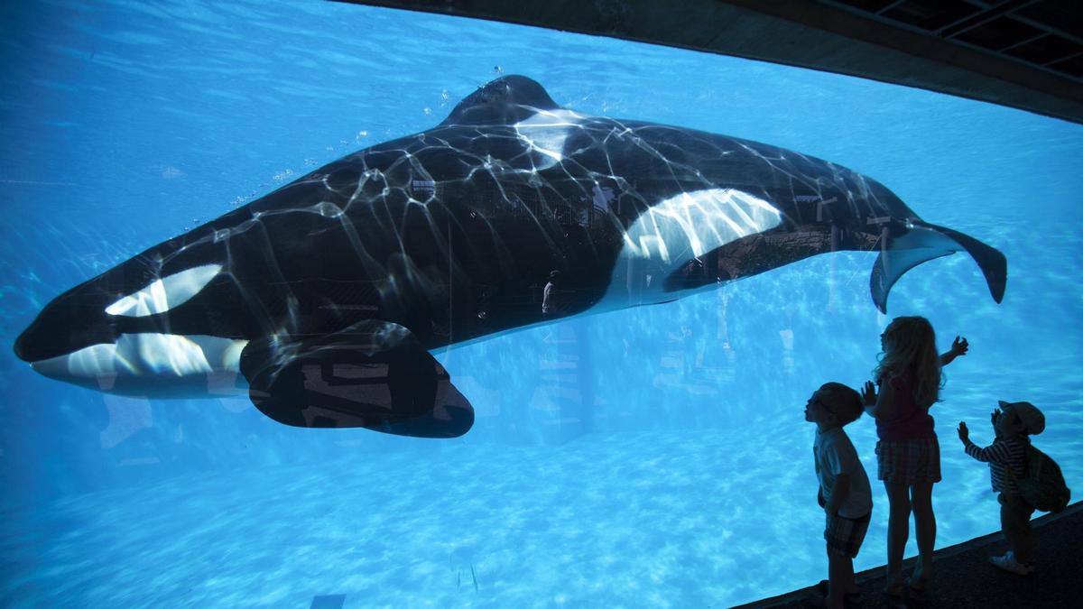 SeaWorld vowed to end orca breeding at its parks in March but CEO Joel Manby expects it to be years before it has a positive effect on the operator's finances SeaWorld vowed to end orca breeding at its parks in March but CEO Joel Manby expects it to be years before it has a positive effect on the operator's finances