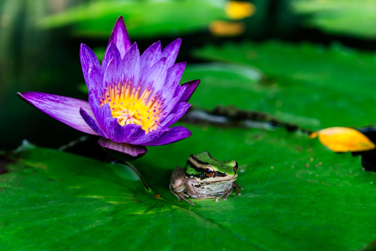 Let it Grow will explore with the public what biodiversity is and why having a full range of native species can help keep ecosystems healthy / Shutterstock.com Let it Grow will explore with the public what biodiversity is and why having a full range of native species can help keep ecosystems healthy / Shutterstock.com