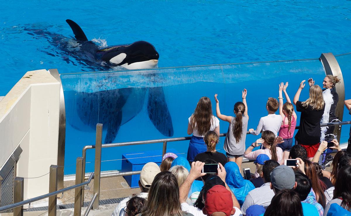Former Disney exec appointed as SeaWorld’s chief marketer