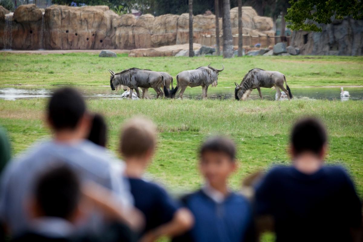 Since African Adventure opened, the zoo has experienced a 40 per cent upswing in attendance / Fresno Chaffee Zoo